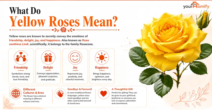 What Do Yellow Roses Mean