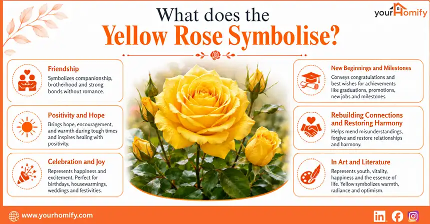 What does the Yellow Rose Symbolise