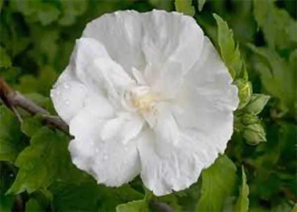 White Chiffon