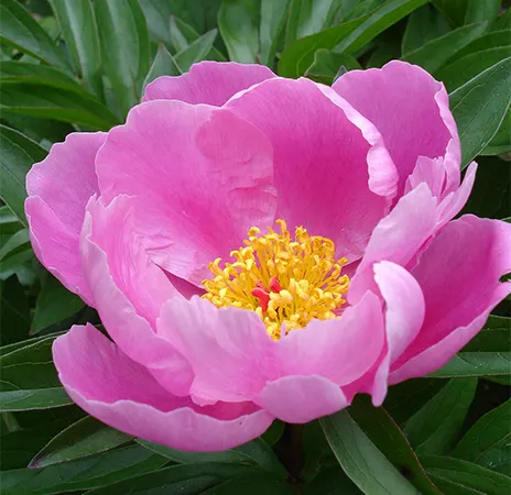Wild Lactiflora Image