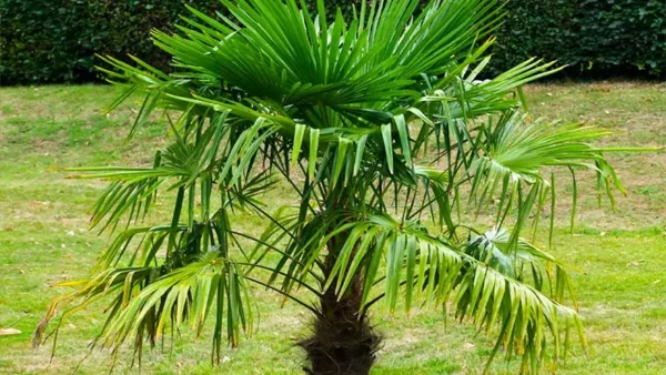 Windmill Palm Image
