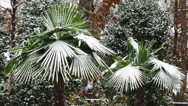Windmill Palm Image