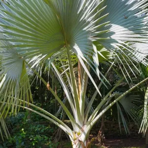 Windmill Palm Image