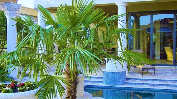 Windmill Palm Image