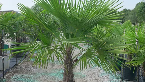 Windmill Palm Image