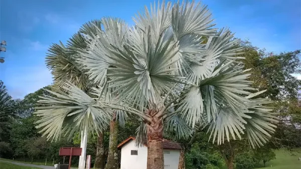 Windmill Palm Image