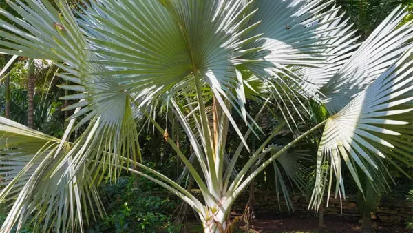 Windmill Palm Image
