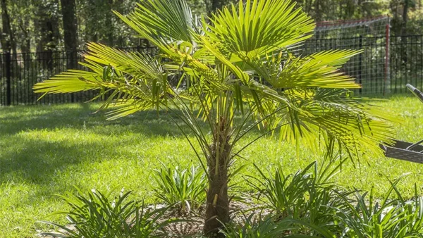 Windmill Palm Image