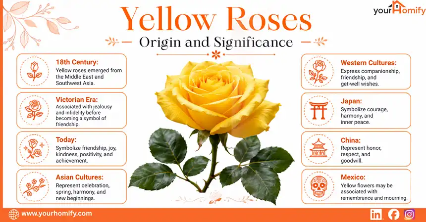 Yellow Roses Origin and Significance