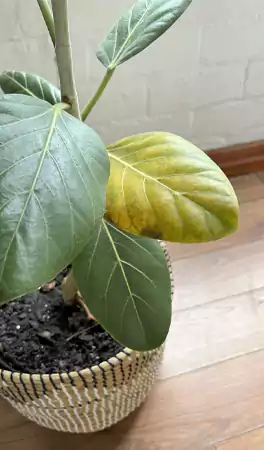 Yellow leaves of ficus audrey