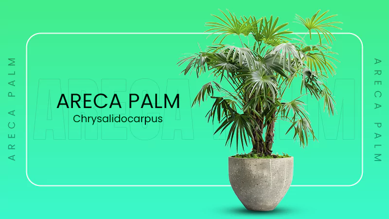 areca palm
