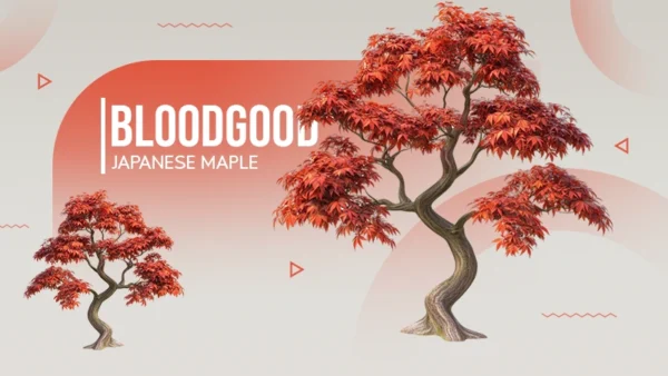 bloodgood japanese maple