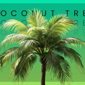 coconut tree
