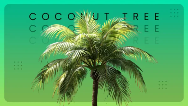 coconut tree