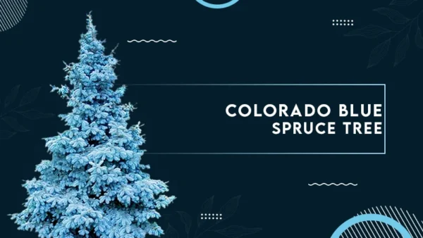 colorado blue spruce Tree