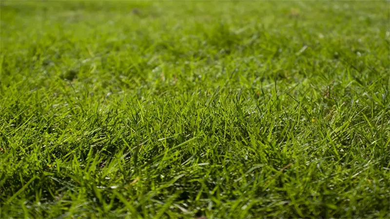 d-Benefits of Installing Artificial Grass
