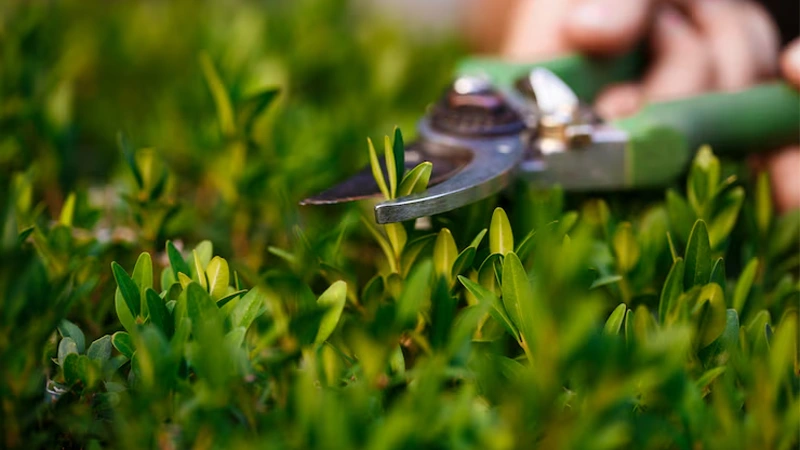 d-Low-Maintenance Landscaping