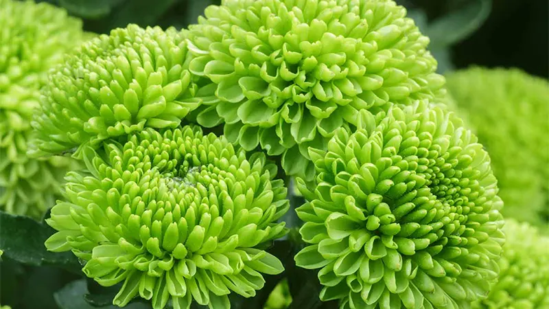 d-Unveil the Charm of Glamorous Green Flowers In Your Garden