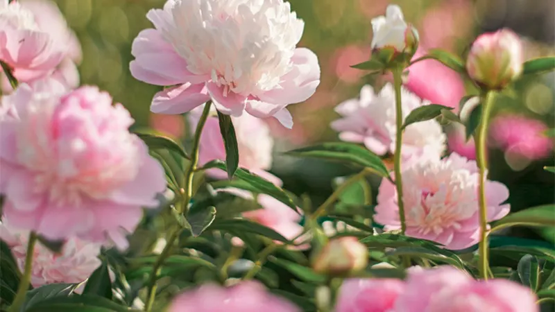 d-What is a Peony