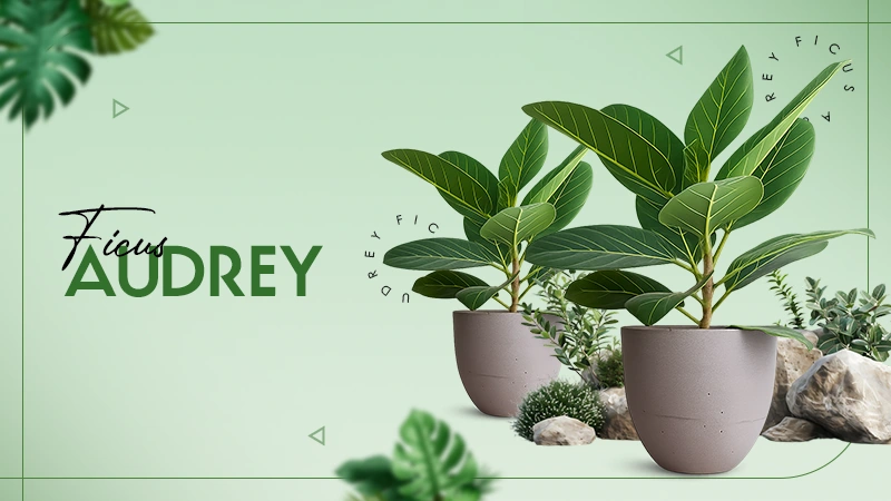 ficus audrey
