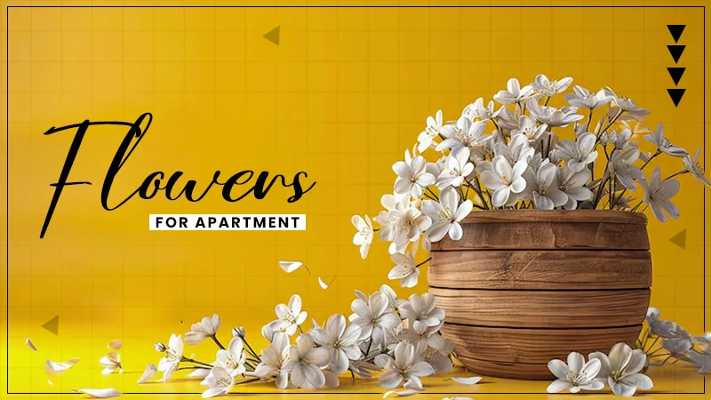 flowers for apartment