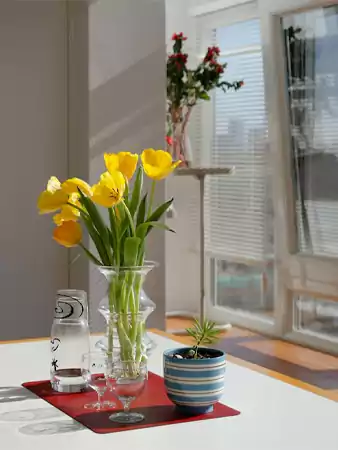 flowers for apartment