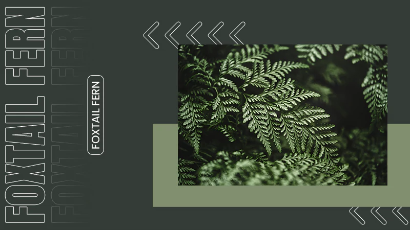foxtail Fern