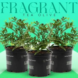 fragrant tea olive