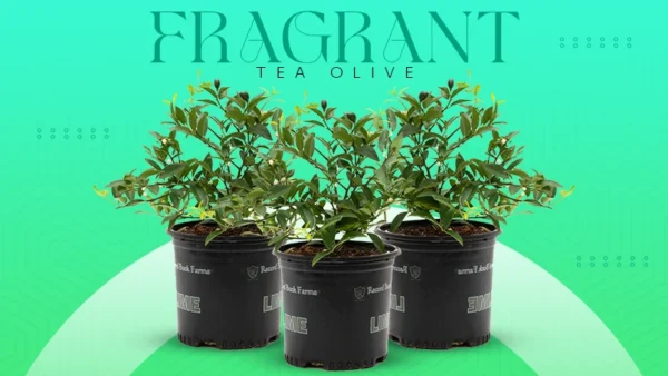 fragrant tea olive