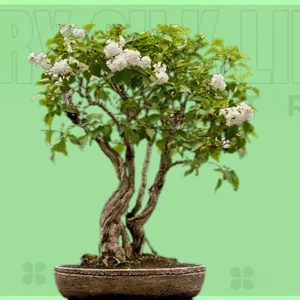 ivory-silk-lilac-tree