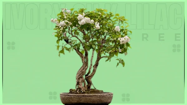 ivory-silk-lilac-tree