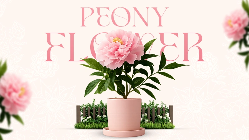 peony flower