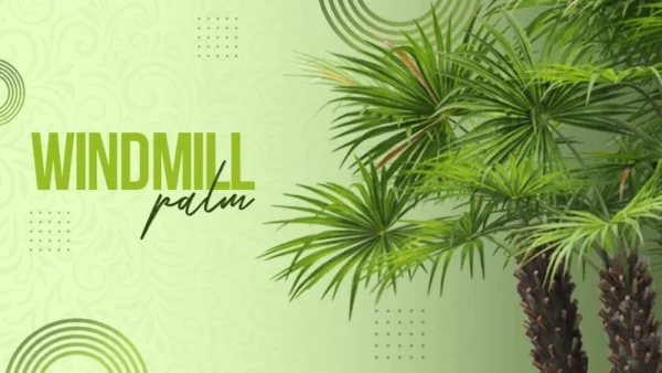 windmill palm