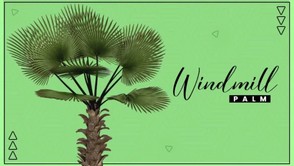 windmill palm