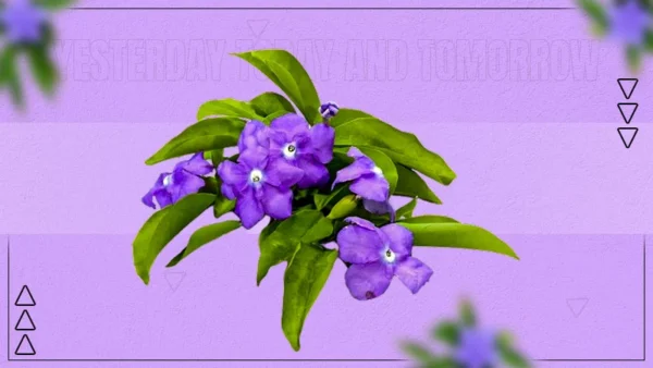 yesterday today and tomorrow plant