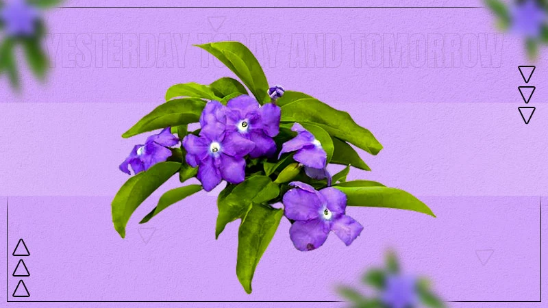 yesterday today and tomorrow plant