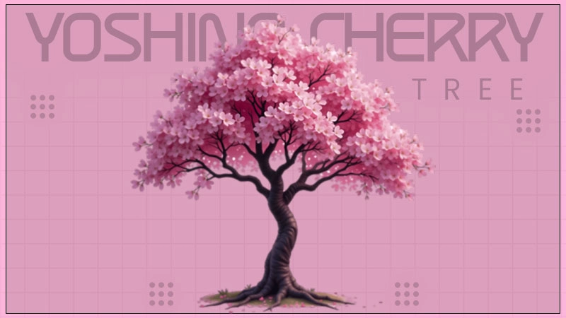 yoshino cherry tree
