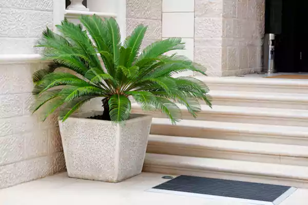 A Cycas Revoluta in the entrance