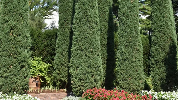 A bunch of Taylor Juniper trees