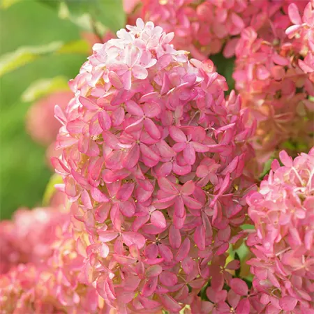 A close look at Paniculata florets