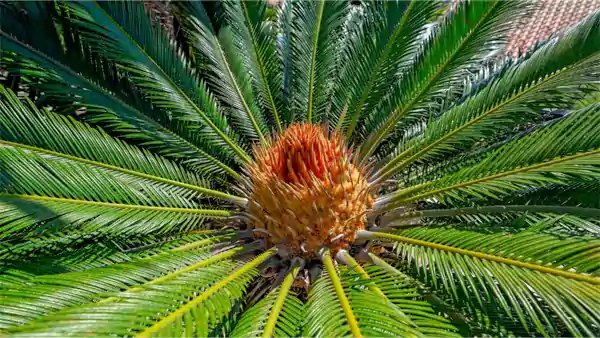 A healthy Sago Palm plant