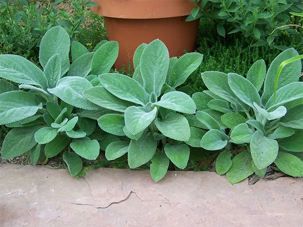 A healthy Stachys byzantina