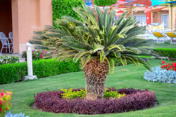 A stunning display of Sago Palm in a garden setting