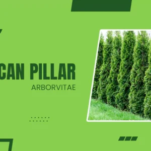 American Pillar Arborvitae