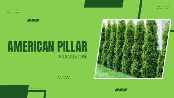 American Pillar Arborvitae