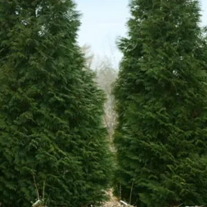 American Pillar Tree