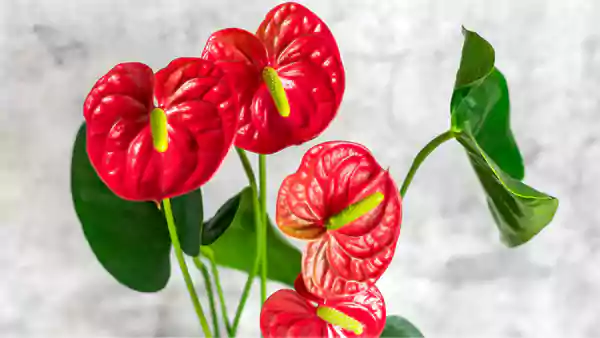 Anthurium