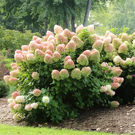 Appealing blooms of H.paniculata