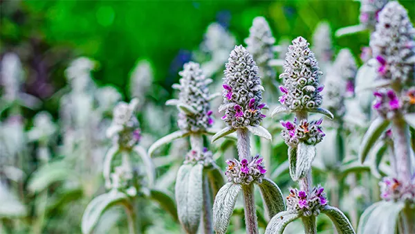 Beautiful Lambs Ear flower along the spikes