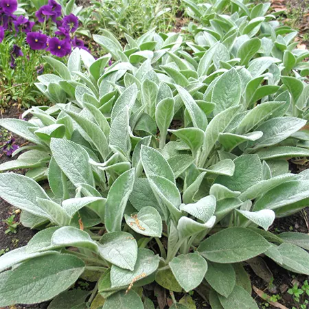 Big Ears cultivar